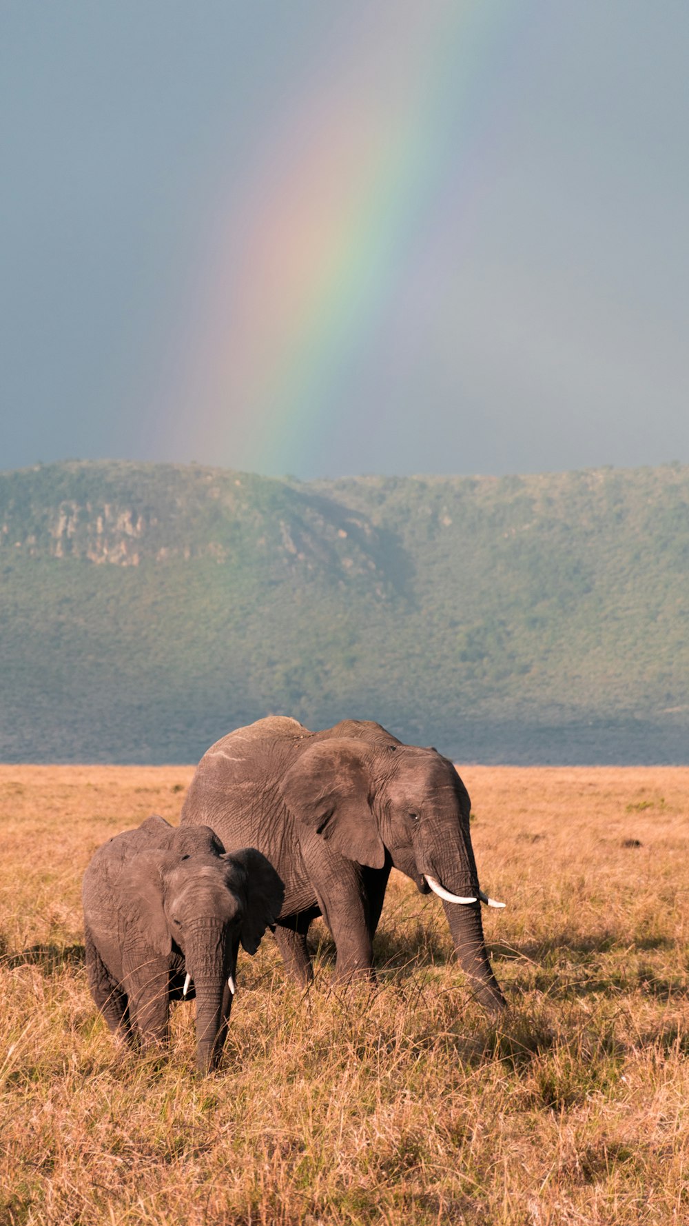 two elephants in a field with a rainbow in the background