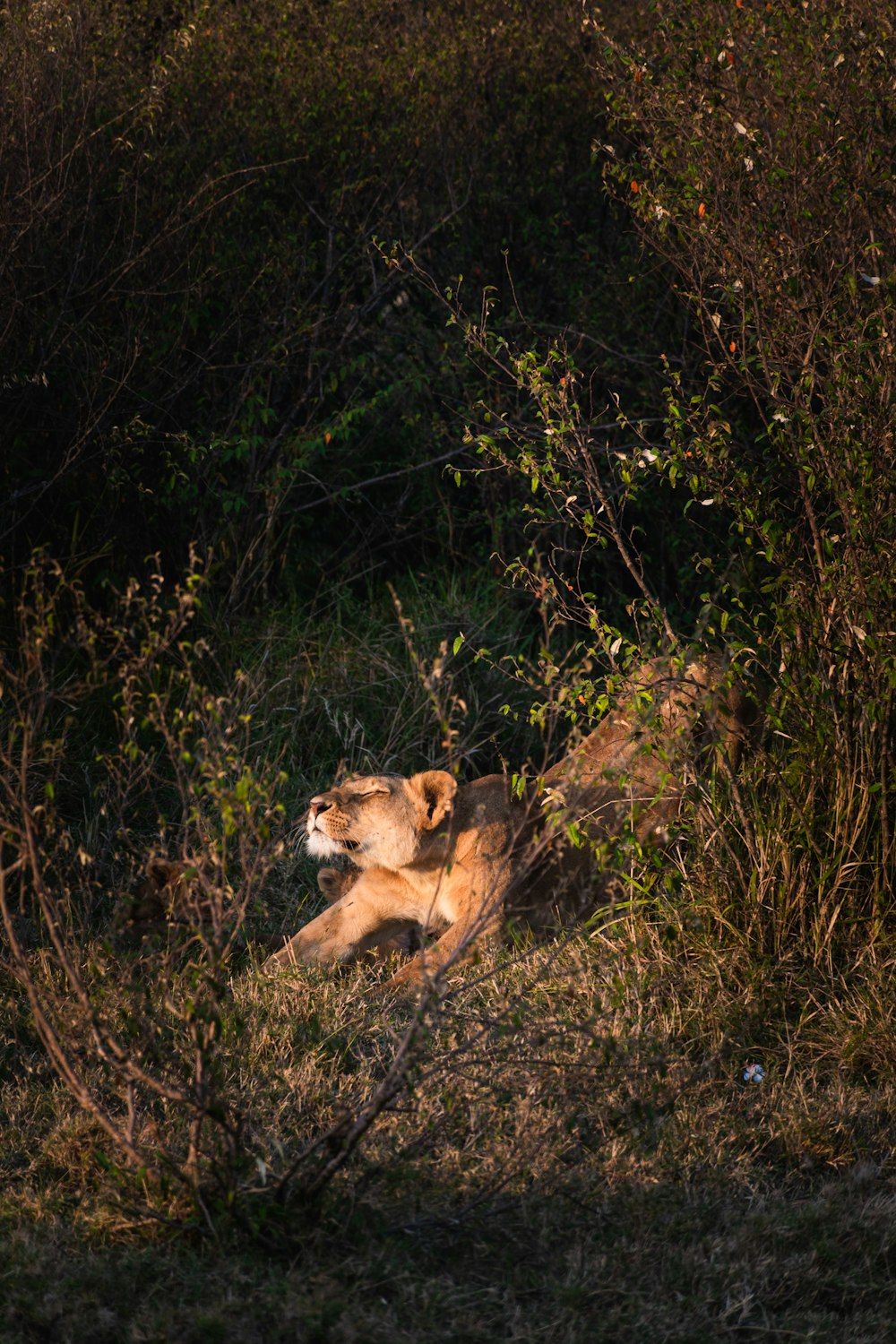 a lion laying down in the middle of a forest