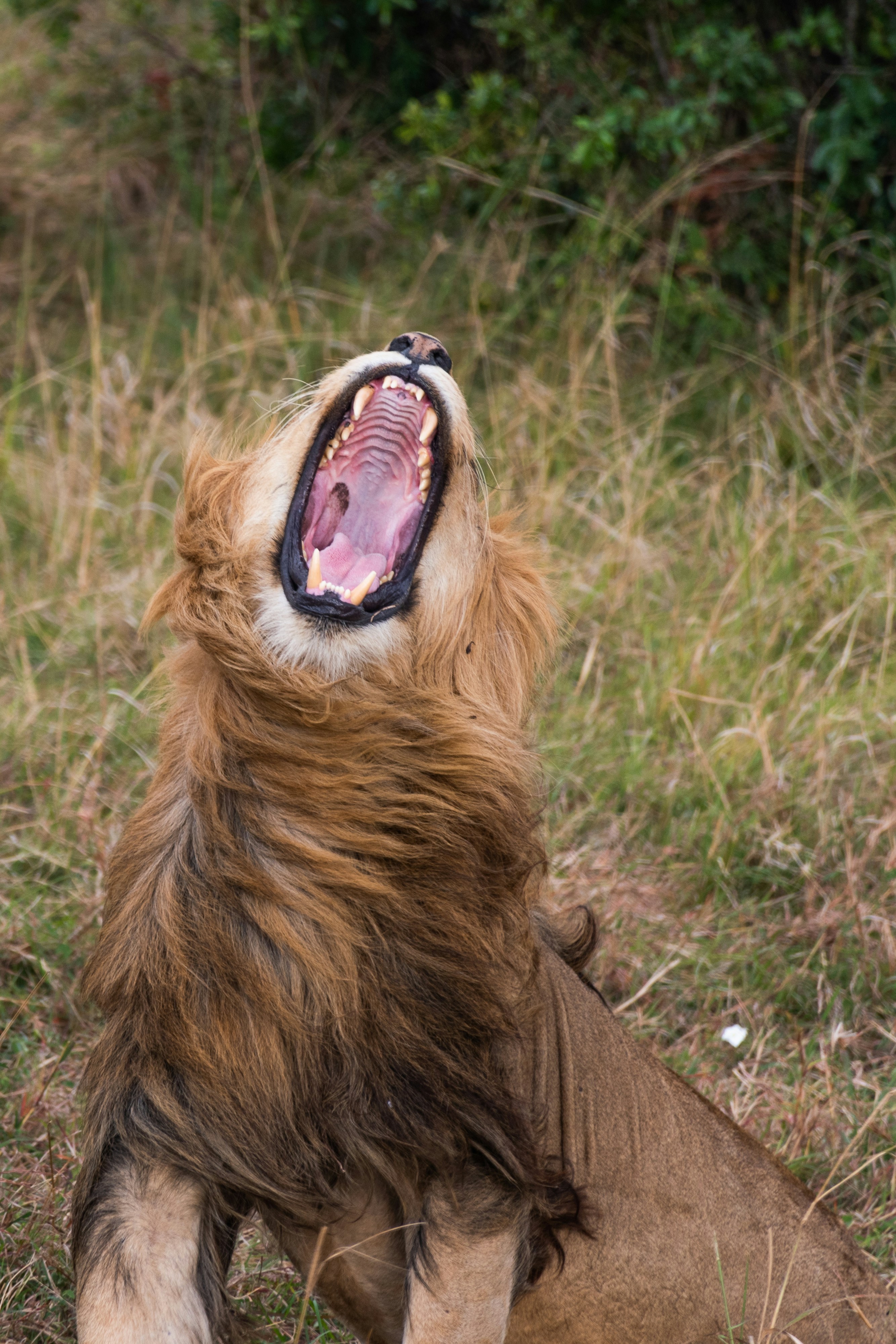 Roaring Across Ancient Grasslands (image credits: unsplash)