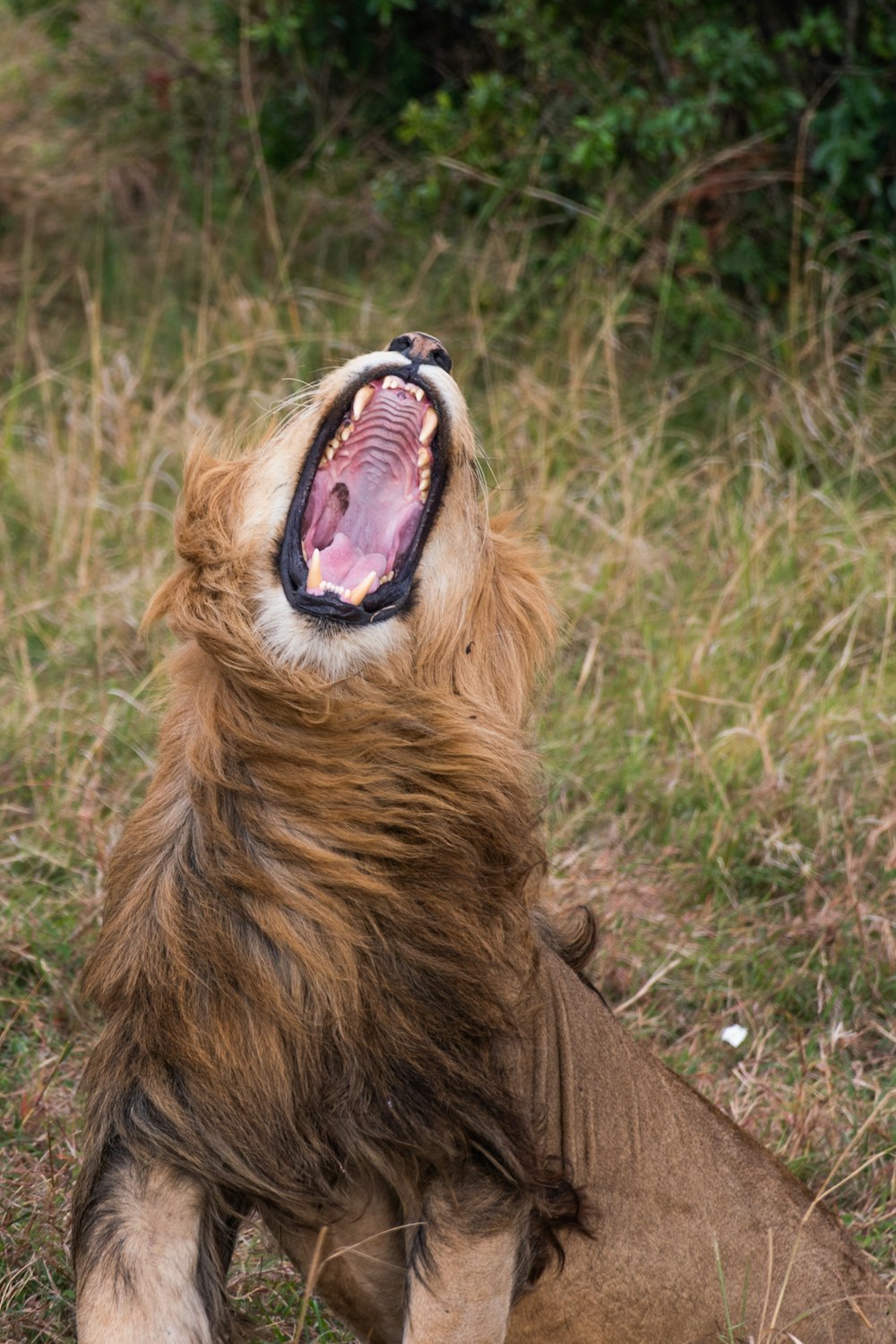 a lion yawning with its mouth wide open