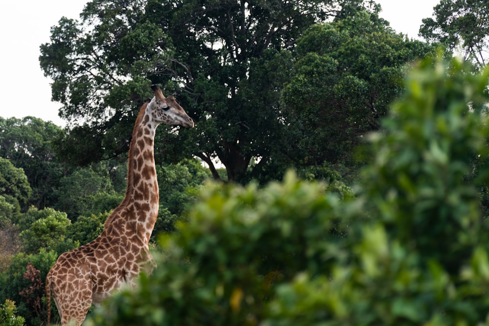 a giraffe standing in the middle of a forest