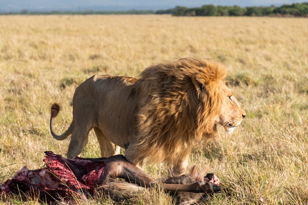 a lion standing next to a dead animal in a field