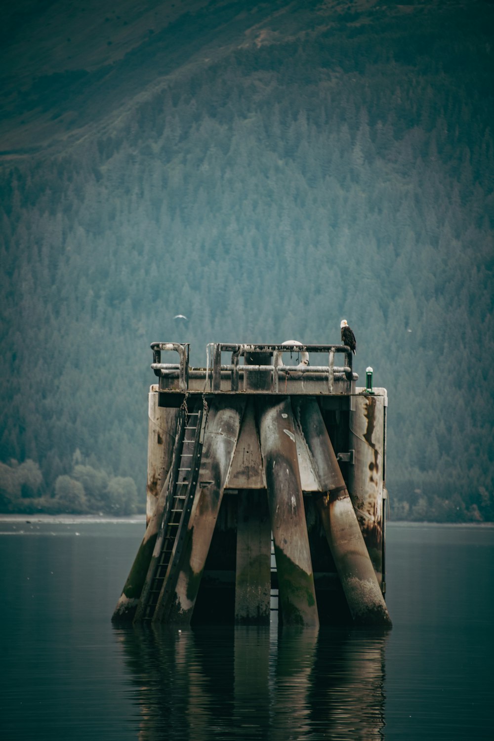 a bird is sitting on a dock in the water