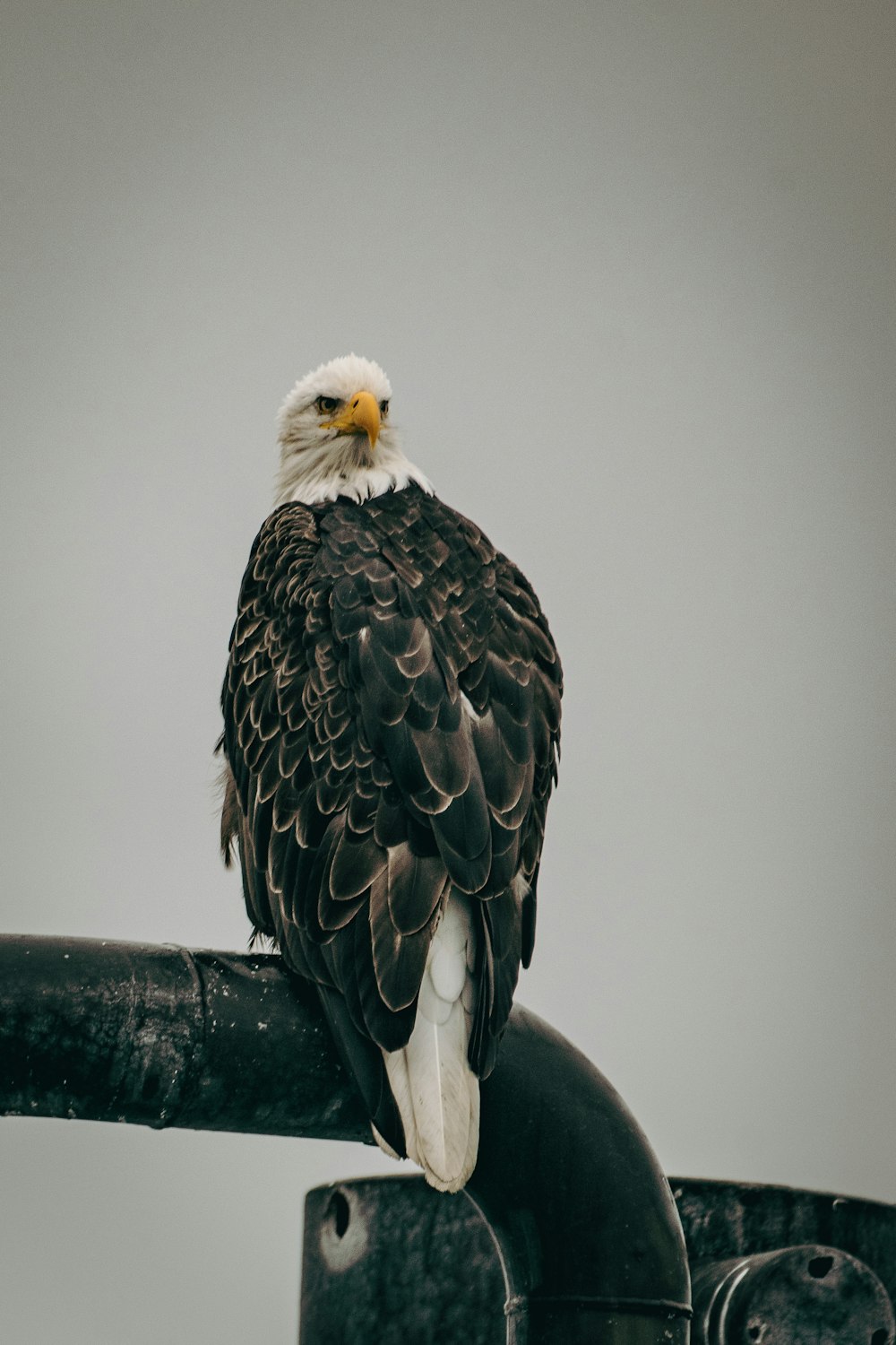 a bald eagle sitting on top of a metal pole