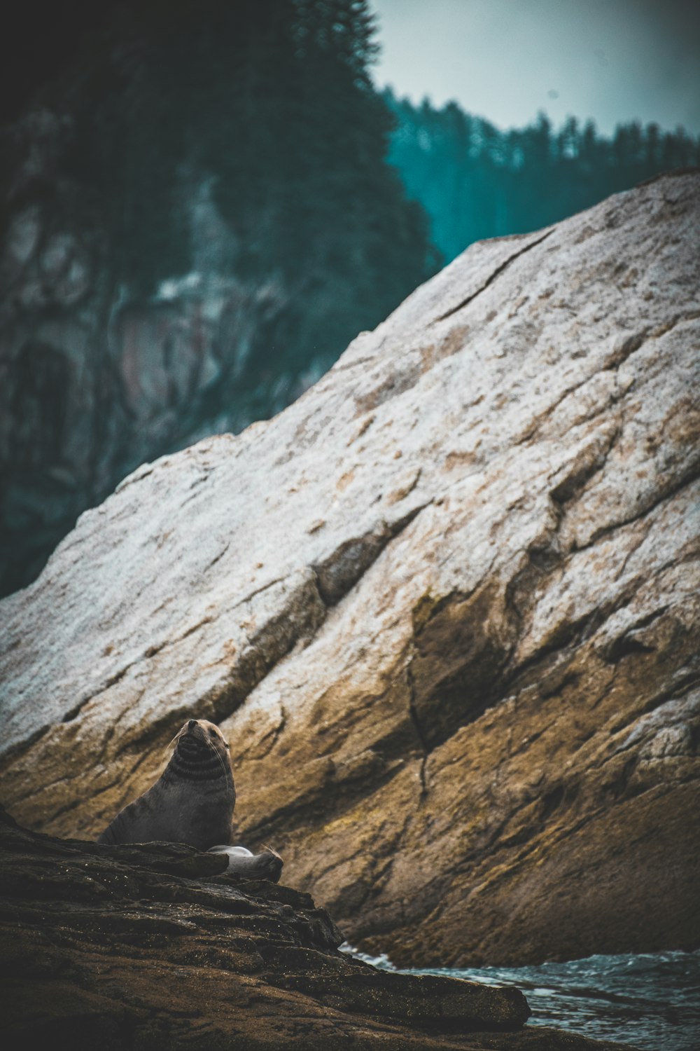 a bird sitting on a rock next to a body of water