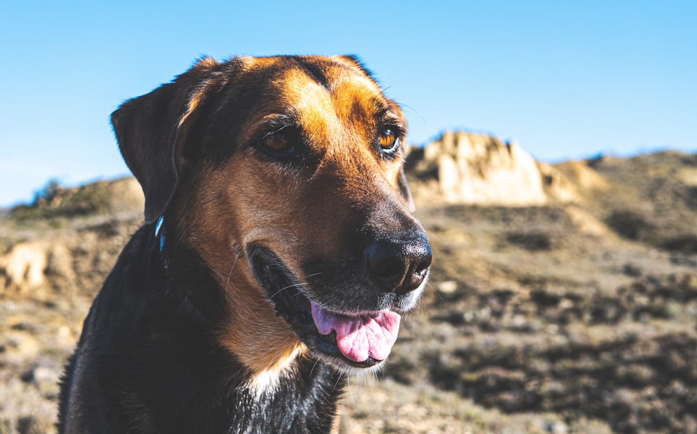 a brown dog standing on top of a dry grass covered field