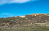 A serene landscape of rolling hills and vineyards.
