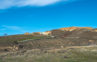 A serene landscape of rolling hills and vineyards.