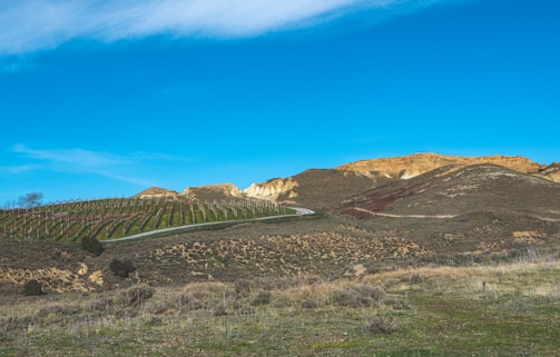 A serene landscape of rolling hills and vineyards.