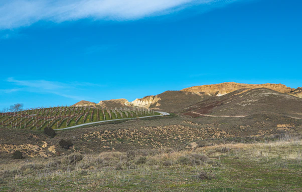 A serene vineyard landscape with rows of grapevines under a clear blue sky.