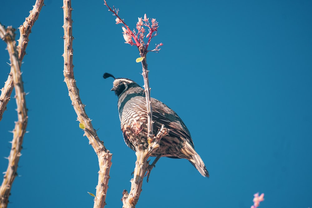 a bird perched on top of a tree branch