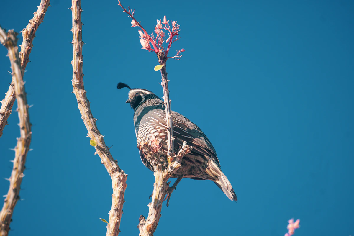 ウズラ