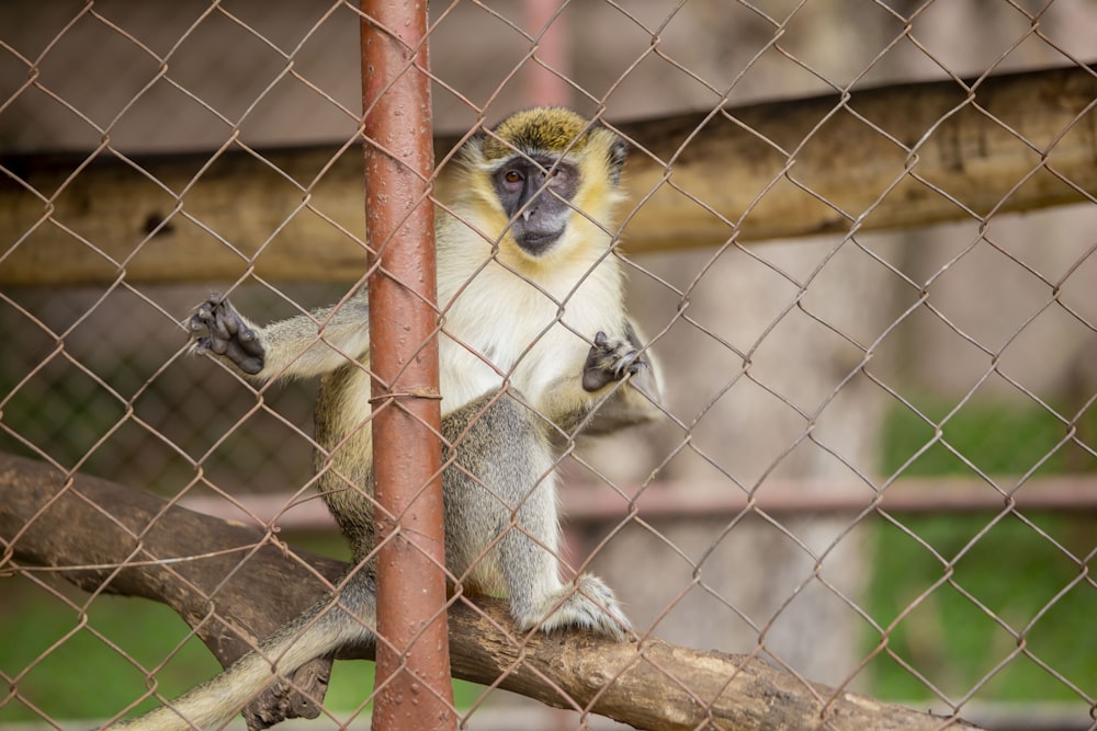 a monkey sitting on a tree branch behind a fence