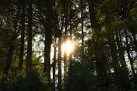 Sunlight filtering through tall trees in a serene Colombian cloud forest.
