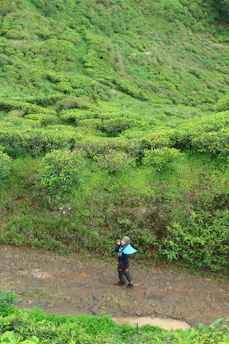 A person is walking along a dirt path through lush green tea plantations that stretch across a hillside. The vibrant foliage covers the rolling terrain, creating a serene and natural environment.