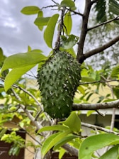A green soursop fruit with a spiky surface hangs from a tree branch. Surrounding the fruit are numerous glossy green leaves, with a slightly cloudy sky in the background.