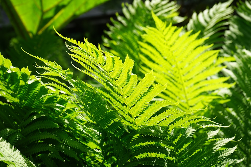 a close up of a green plant with lots of leaves