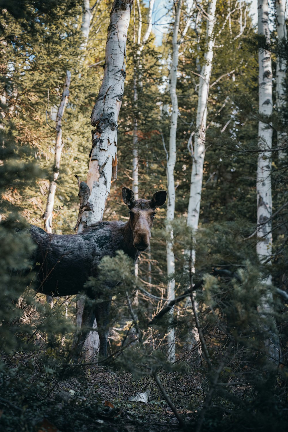 a moose standing in the middle of a forest