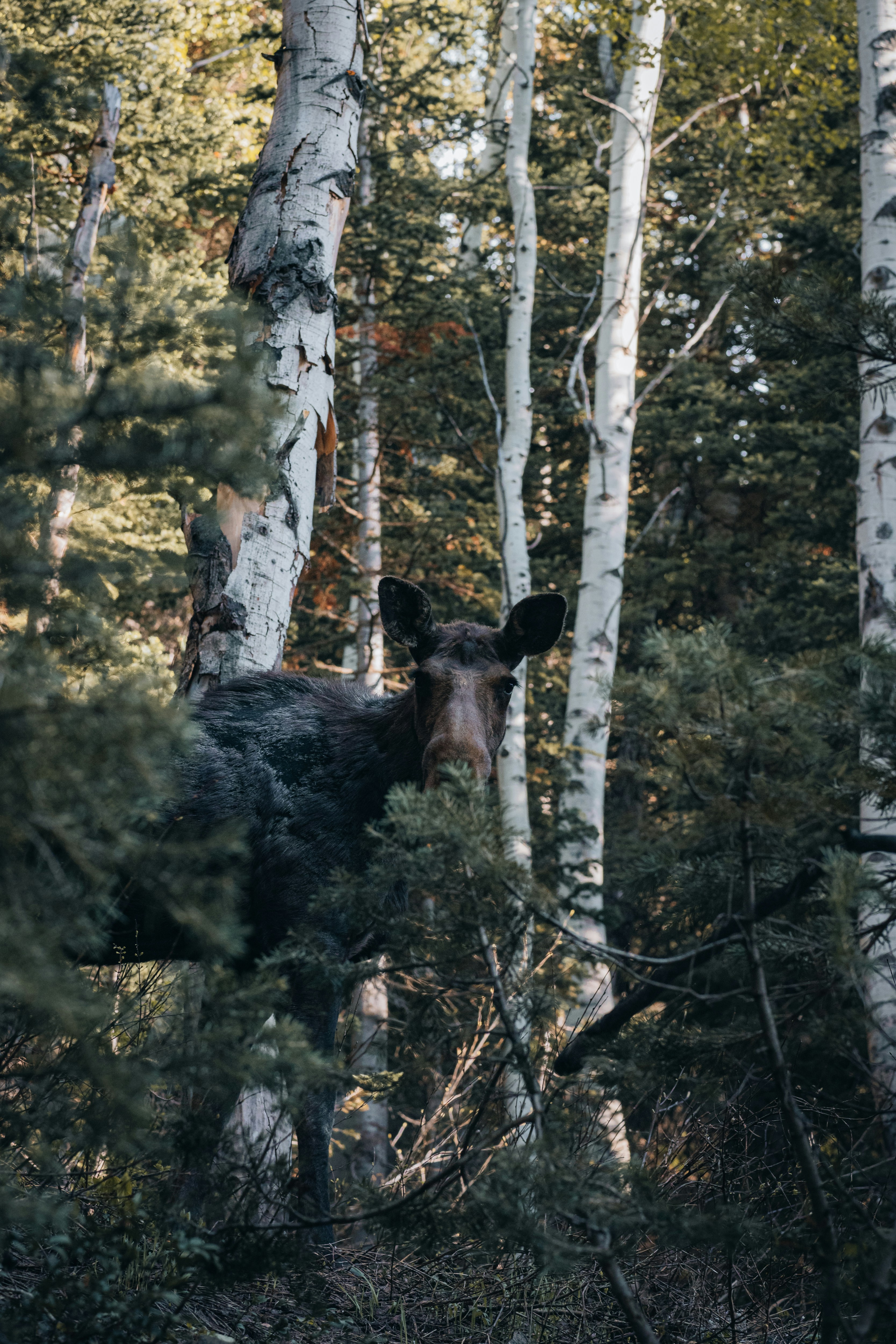 Photo by isaactmitchell