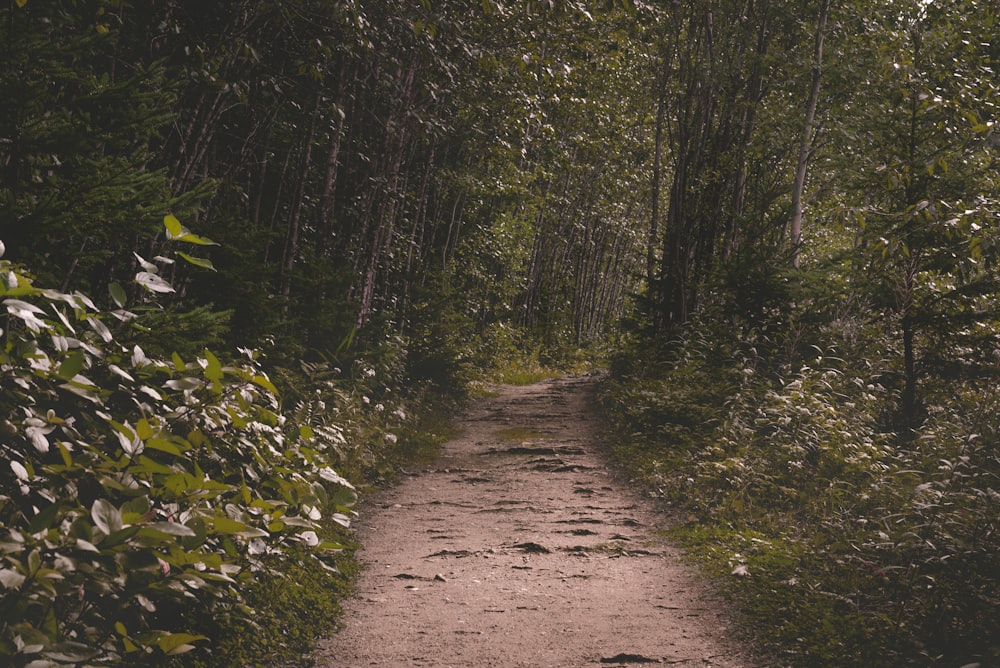 a dirt path in the middle of a forest