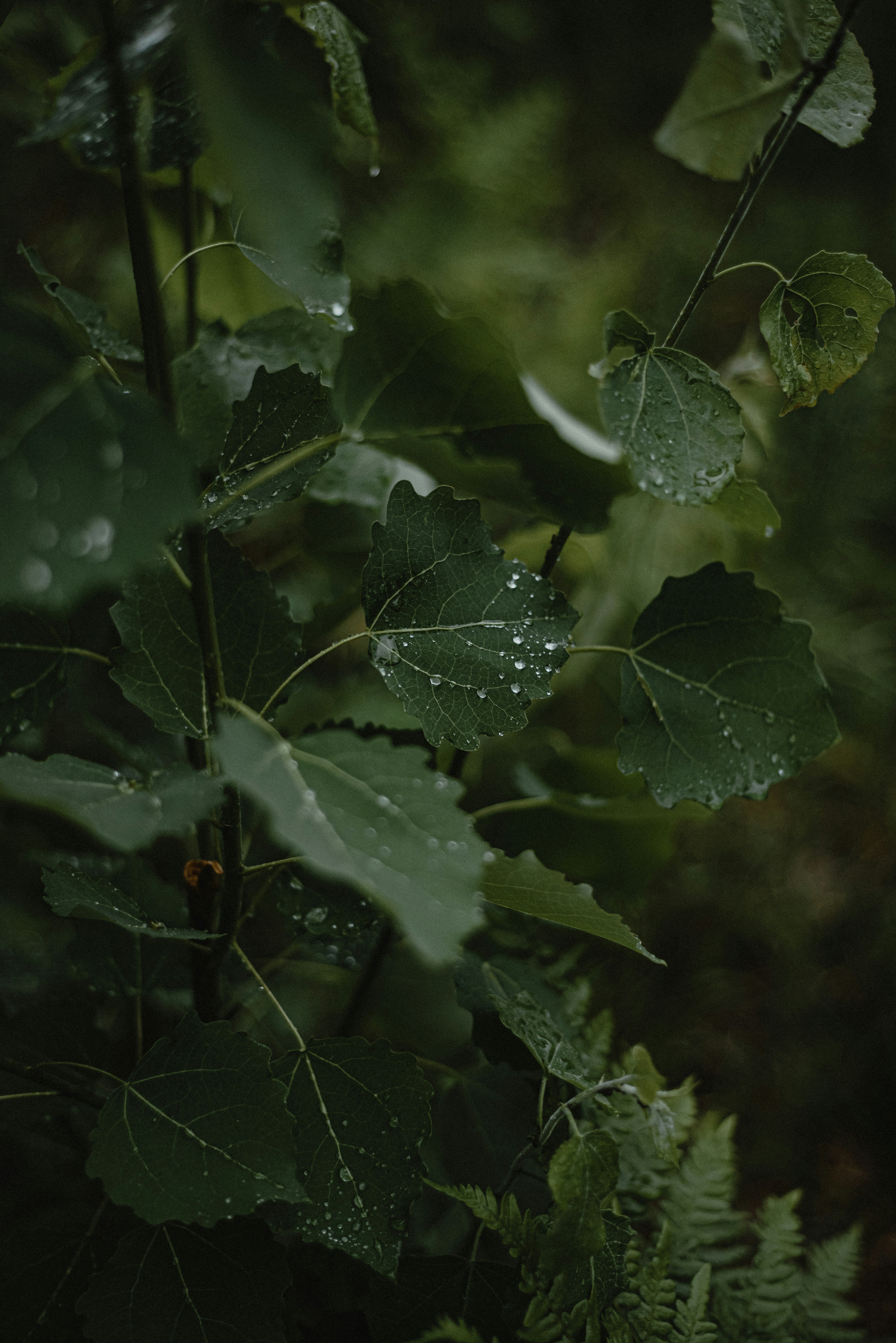 Photo by luniavis