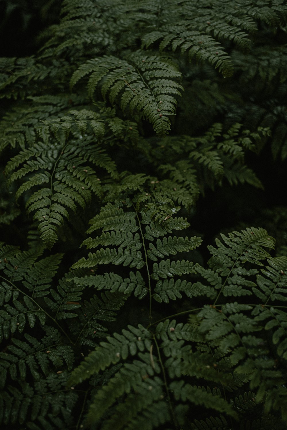 a close up of a bunch of green plants