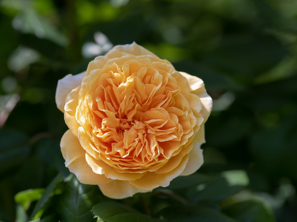 una flor amarilla y blanca con hojas verdes