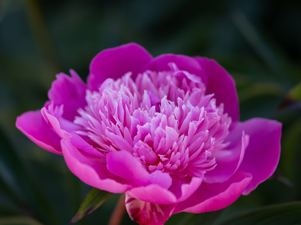 a pink flower with green leaves in the background