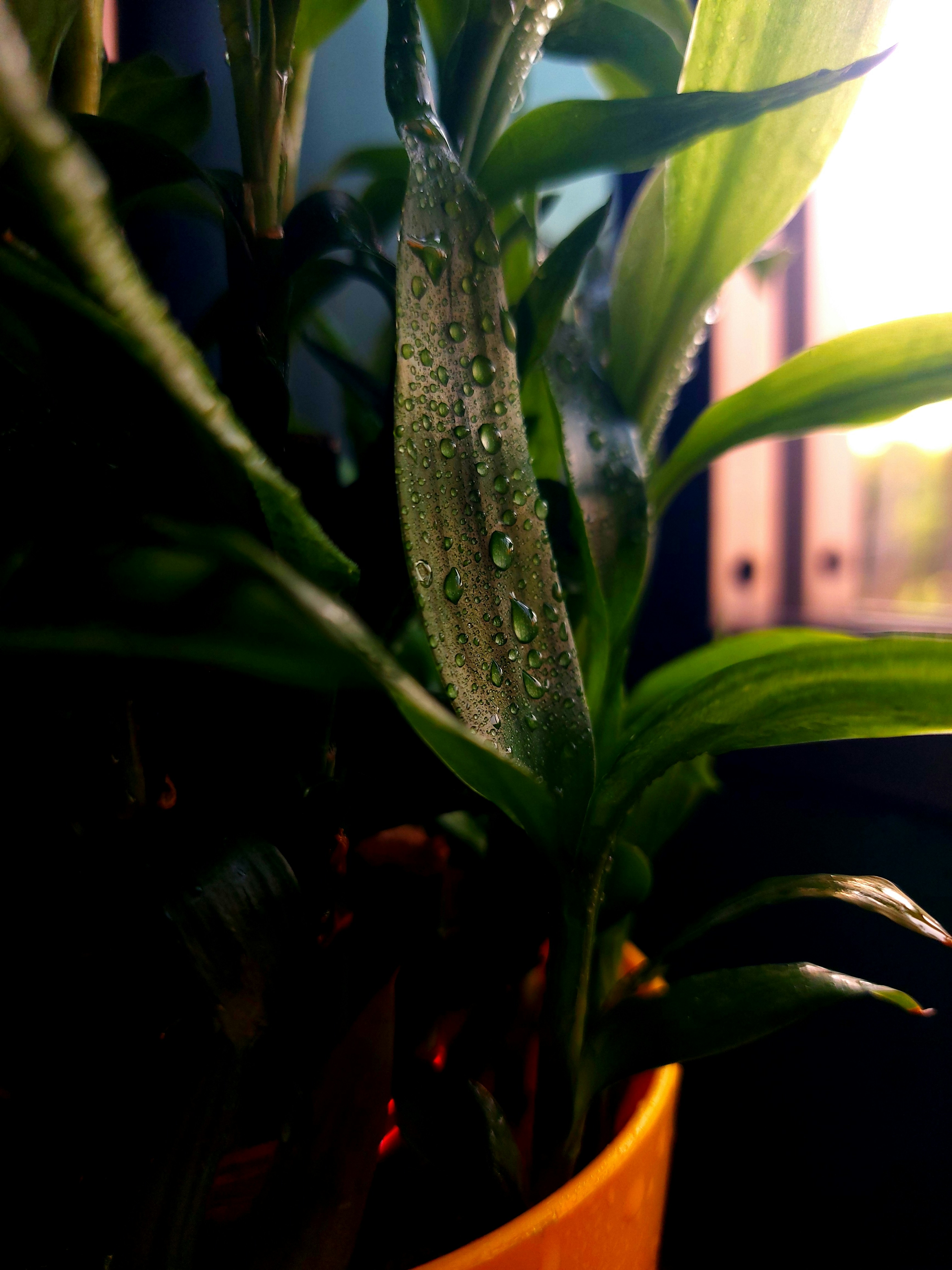 a potted plant with water droplets on it