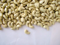 Close-up of fresh cashew nuts being carefully sorted by hand.