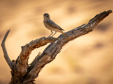 An elegant taxidermy bird perched gracefully against a soft natural backdrop.
