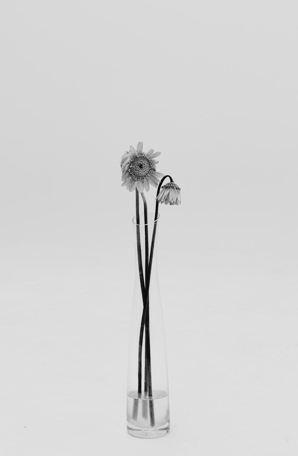 a black and white photo of two flowers in a vase