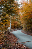 A winding trail cutting through vibrant autumn foliage in a national park.