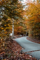 A winding trail leading through colorful autumn foliage near the hotels.