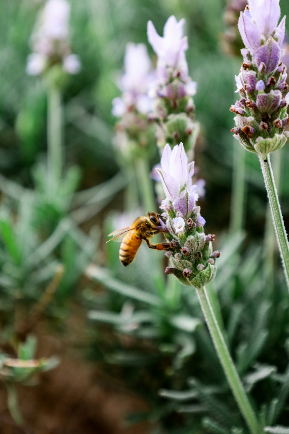 a bee sitting on a flower in a field