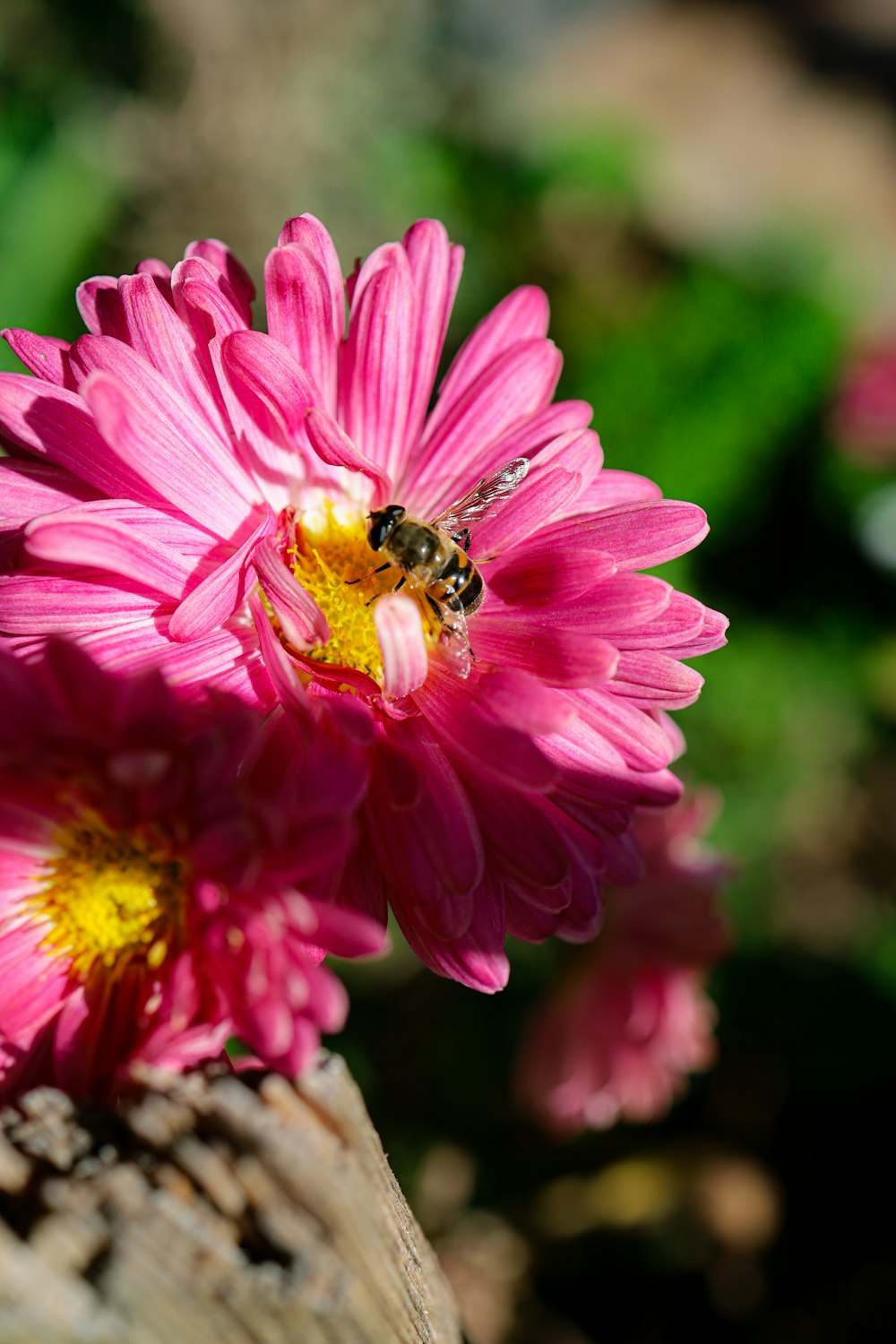 a pink flower with a bee on it