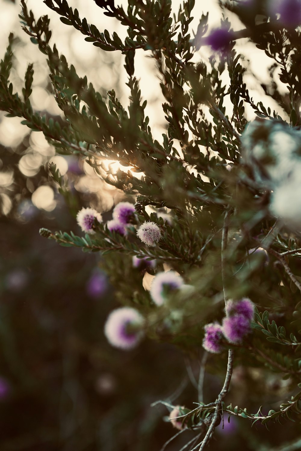 a close up of a plant with purple flowers