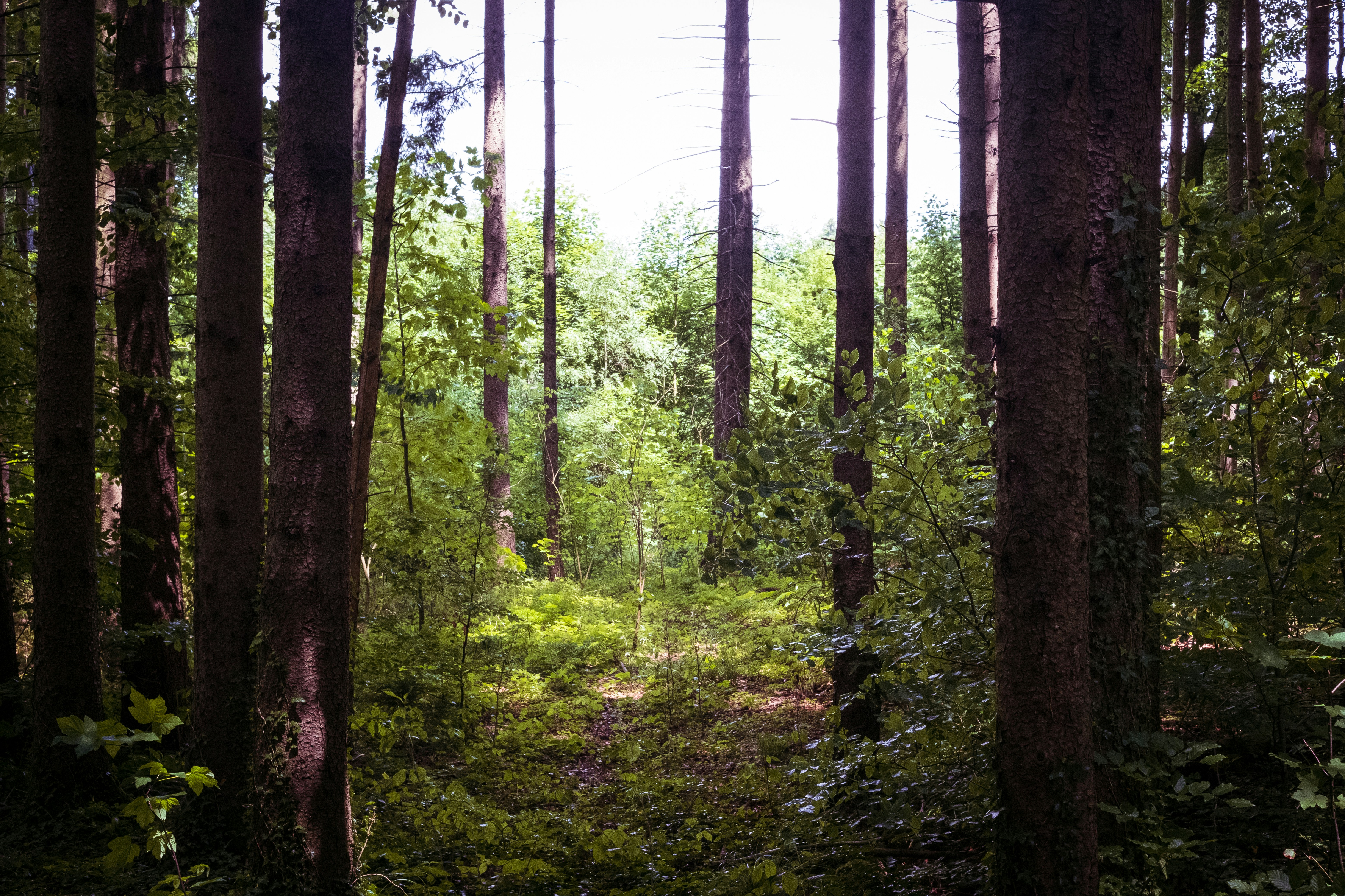 Into the woods