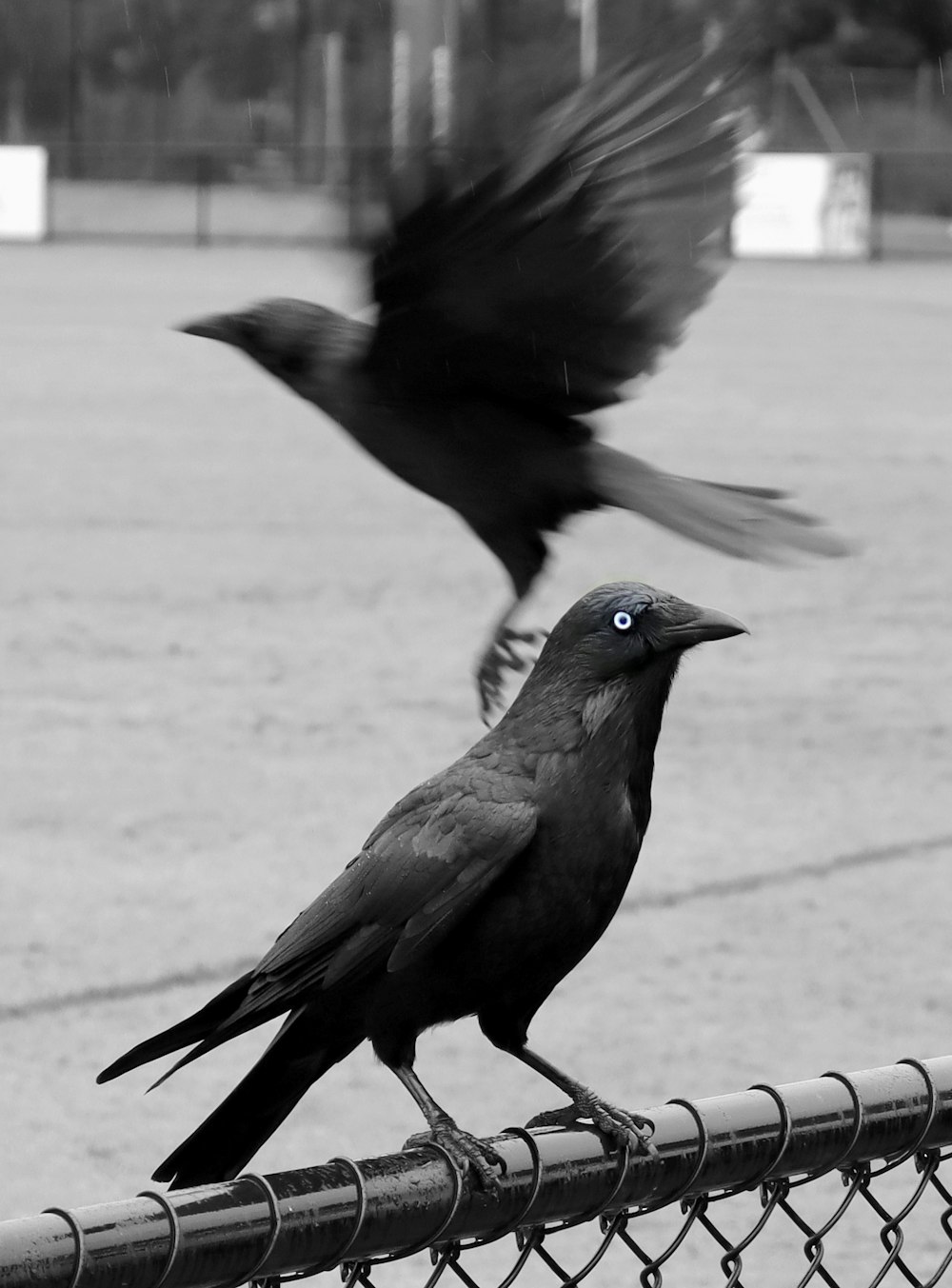 a black bird with blue eyes sitting on a fence