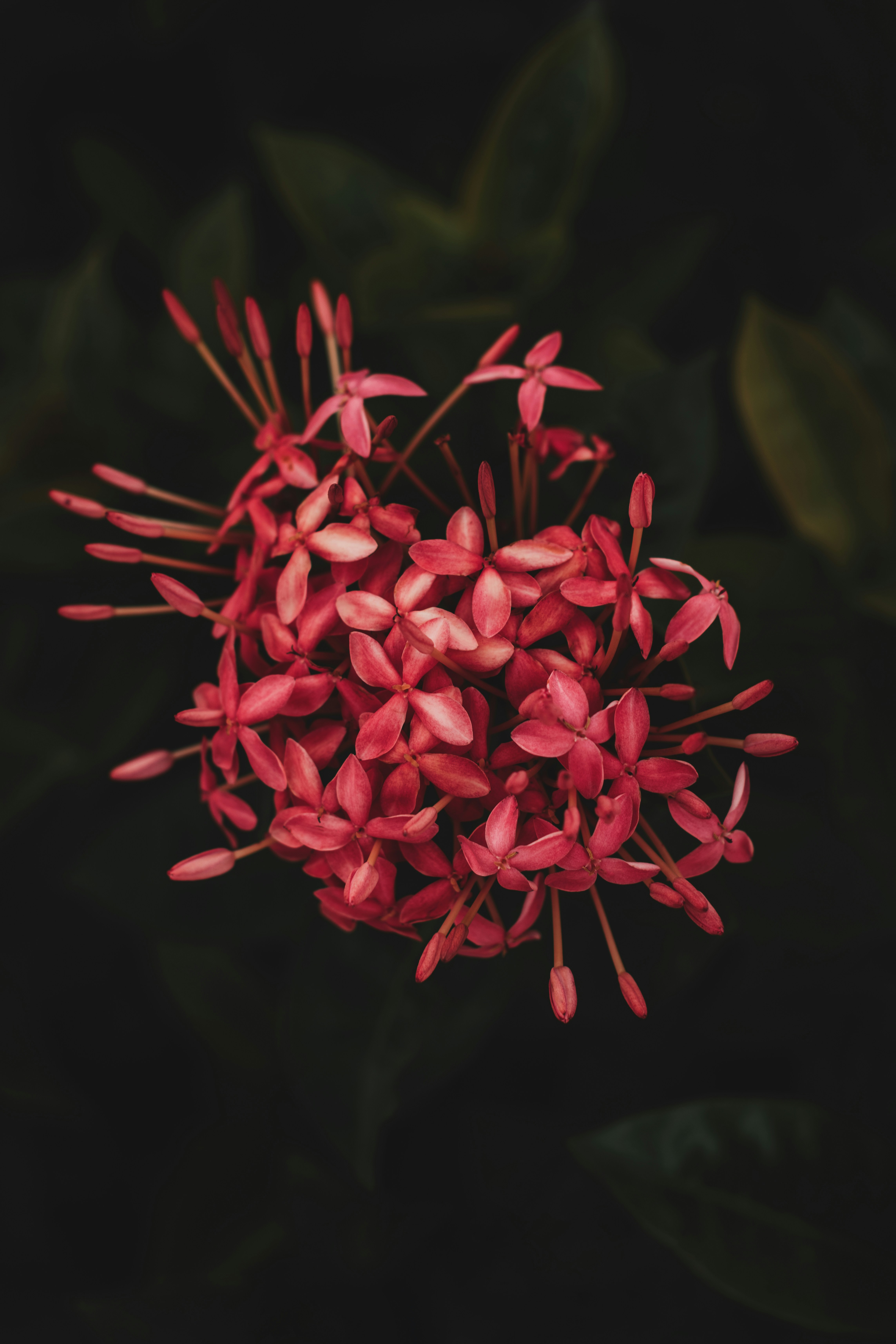 a close up of a red flower on a black background