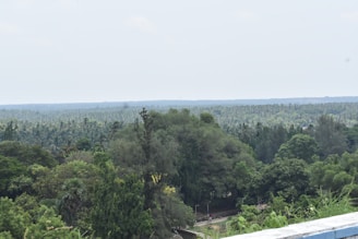 A vast expanse of dense, lush green tropical forest stretches out towards the horizon. The canopy is rich with various shades of green, indicating a diverse range of vegetation. The sky above is light and clear, suggesting a serene and peaceful setting.
