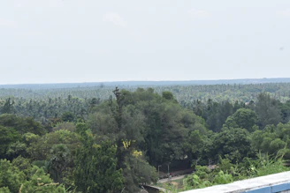 The lush tropical forest of the Congo Basin stretching endlessly with towering trees and dense greenery.