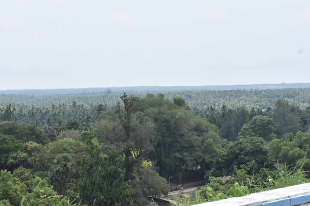 A vast expanse of dense, lush green tropical forest stretches out towards the horizon. The canopy is rich with various shades of green, indicating a diverse range of vegetation. The sky above is light and clear, suggesting a serene and peaceful setting.