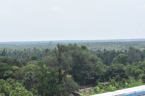 The lush tropical forest of the Congo Basin stretching endlessly with towering trees and dense greenery.