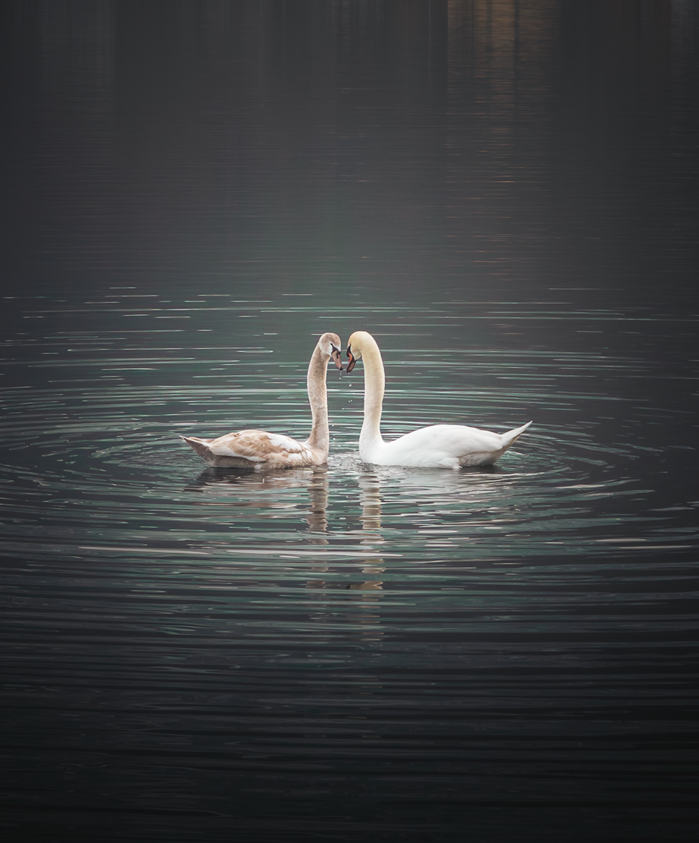 a couple of swans swimming on top of a lake