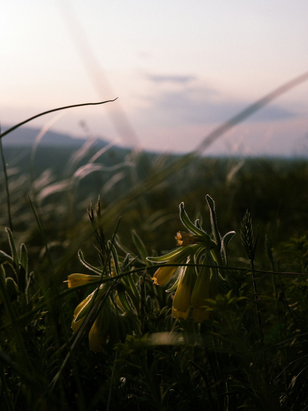 a field of grass with a sky in the background