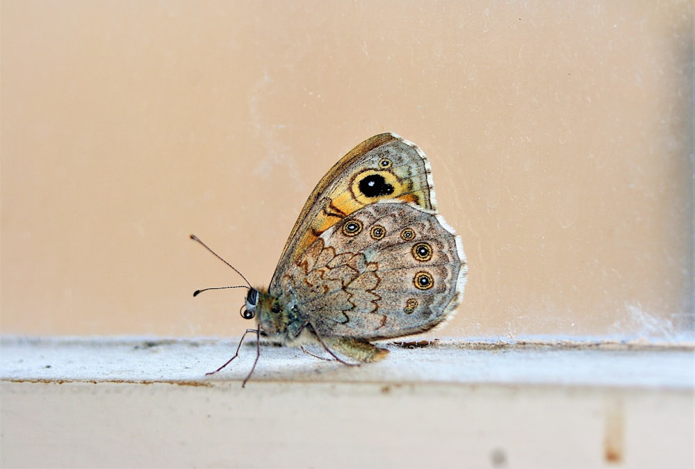 a close up of a butterfly on a window sill