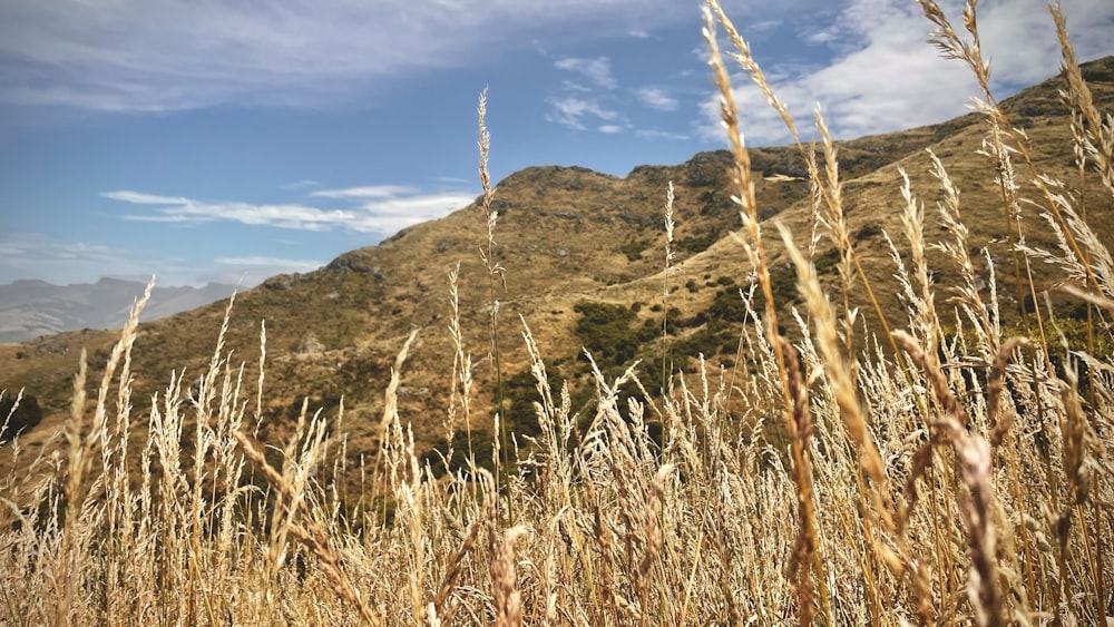 a field of tall grass with a mountain in the background