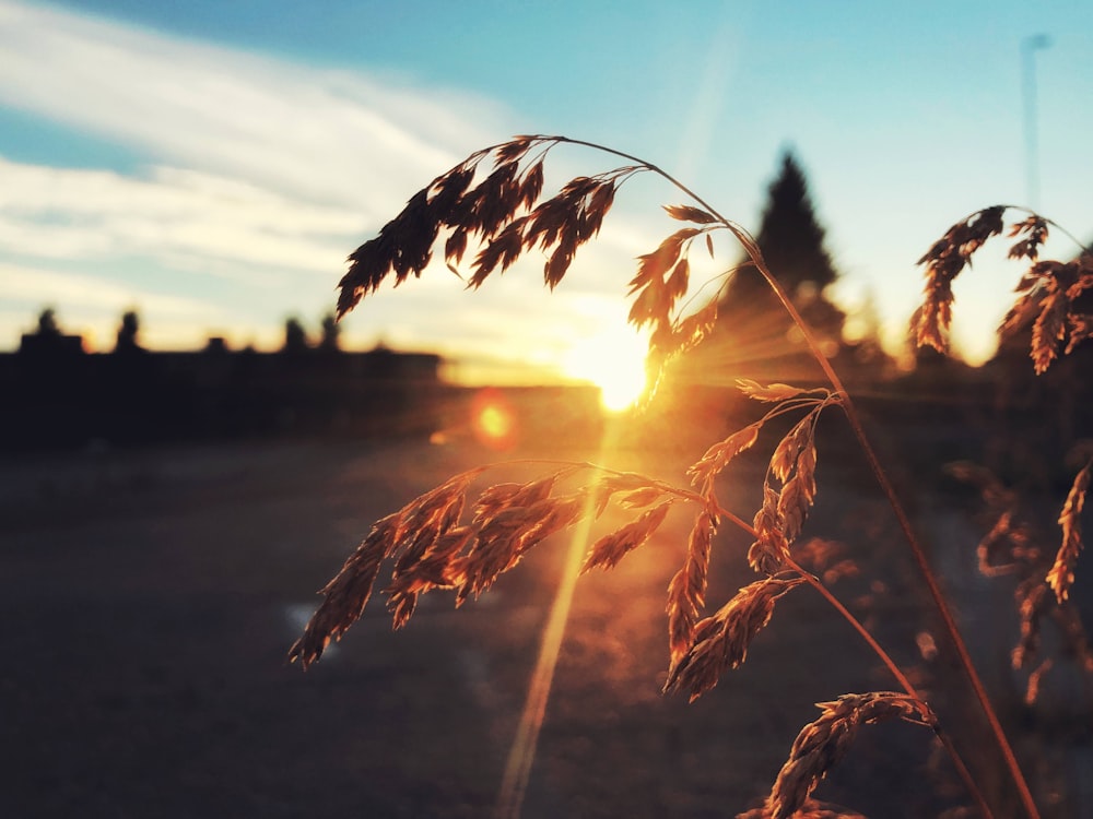 the sun is setting behind some tall grass