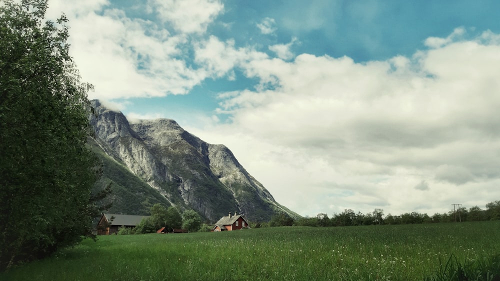 a grassy field with a mountain in the background